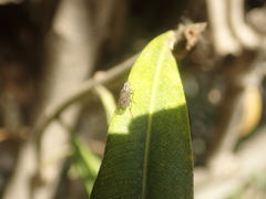 Anthomyia obscuripennis