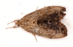 Crocidolomia suffusalis