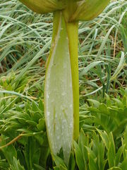 Anisotome latifolia