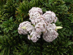 Anisotome latifolia