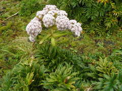 Anisotome latifolia
