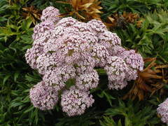 Anisotome latifolia