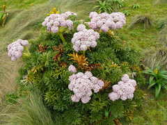 Anisotome latifolia