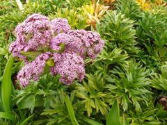 Anisotome latifolia