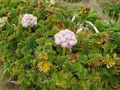 Anisotome latifolia