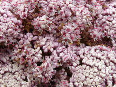 Anisotome latifolia