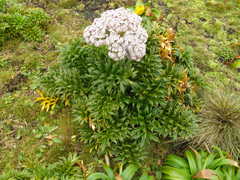Anisotome latifolia