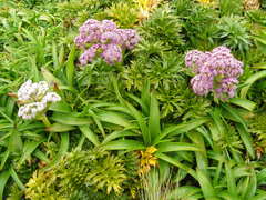 Anisotome latifolia