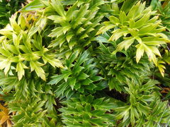 Anisotome latifolia