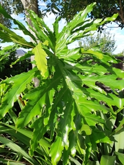 Thaumatophyllum bipinnatifidum