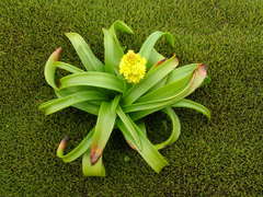 Bulbinella rossii