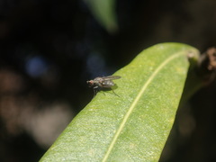 Anthomyia obscuripennis