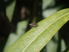 Anthomyia obscuripennis