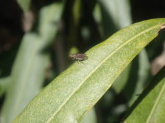 Anthomyia obscuripennis