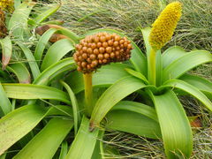 Bulbinella rossii