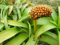 Bulbinella rossii