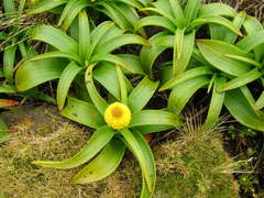 Bulbinella rossii