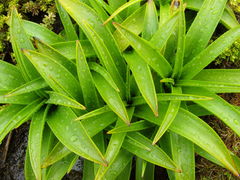 Bulbinella rossii