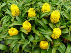 Bulbinella rossii