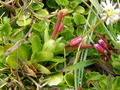 Epilobium confertifolium