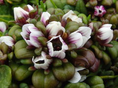 Gentianella cerina