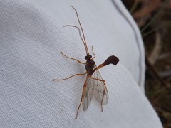 Enicospilus sausi