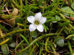 Lilaeopsis ruthiana