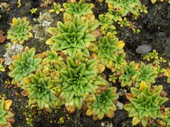 Plantago triantha
