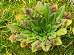 Plantago triantha
