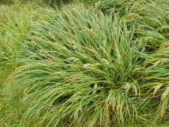 Poa foliosa