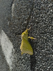 Aenetus virescens