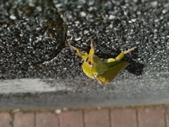 Aenetus virescens