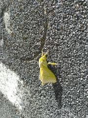 Aenetus virescens