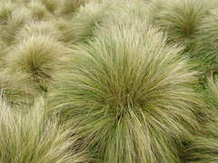 Poa litorosa