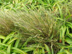 Poa litorosa