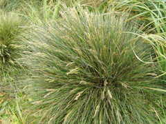 Poa litorosa