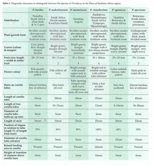 Pterodiscus cinnabarinus