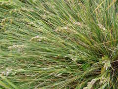 Poa litorosa