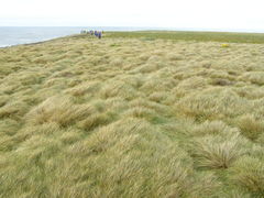 Poa litorosa