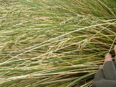 Poa litorosa