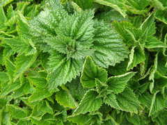 Urtica australis