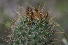 Coryphantha octacantha