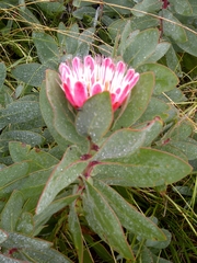 Protea lacticolor