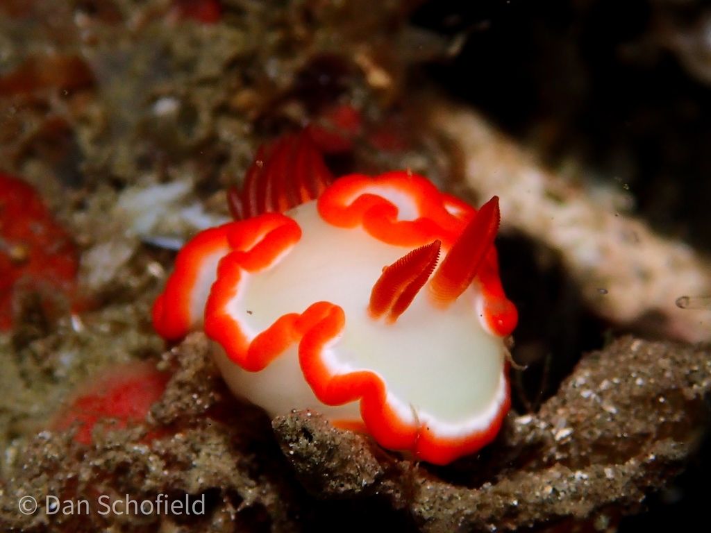Ardeadoris averni