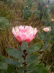 Protea lacticolor