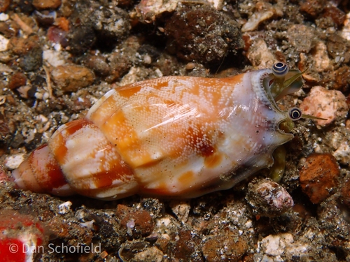 Toothed Conch