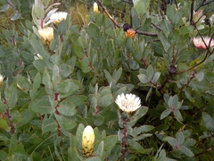Protea lacticolor