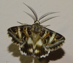 Cerocala vermiculosa