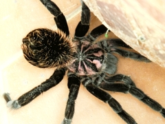 Xenesthis intermedia