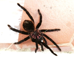 Xenesthis intermedia